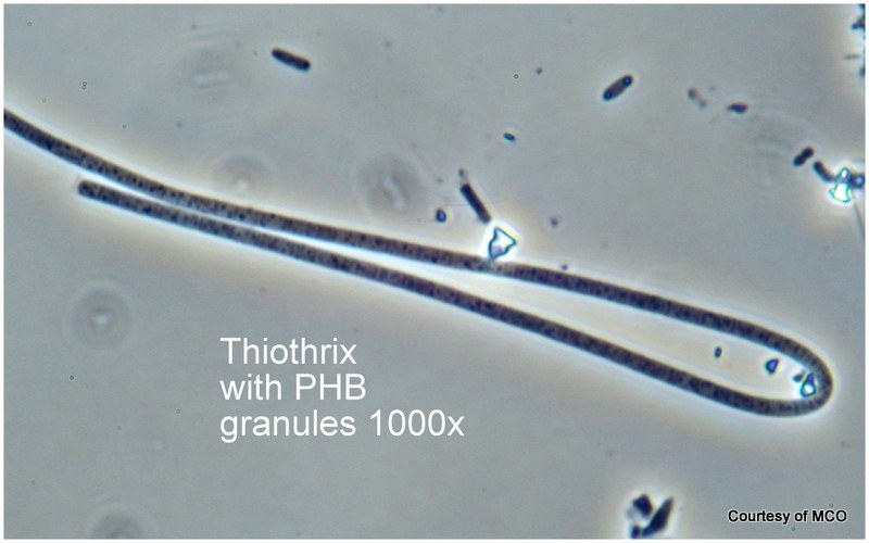Thiothrix Bug of the Month: Thiothrix Is Commonly… | Treatment Plant Operator