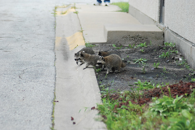 Unemployed Raccoon New Employees | Treatment Plant Operator