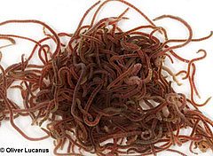 Nematode Infestation