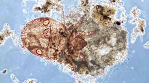Bug Water Mite