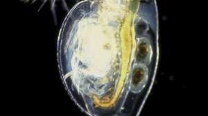 Water fleas birmingham
