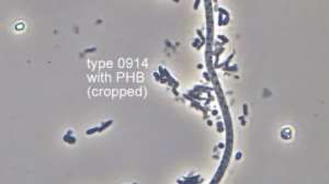 Bug filament type 0914
