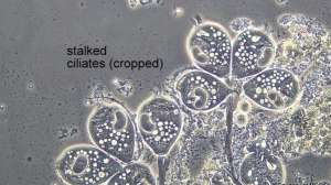 Bug Stalked Ciliates