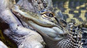 Alligator