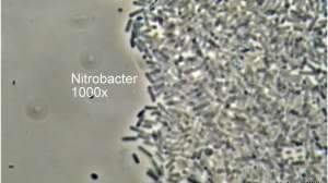 Bug nitrobacter
