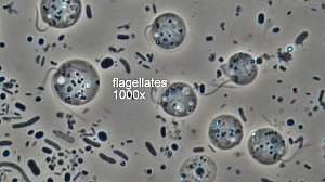 Flagellates