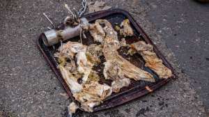 Hedgehog tool