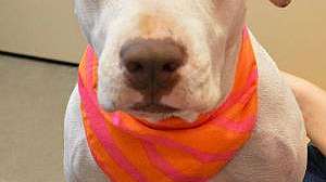 Phoenix wastewater dog rescue 2 w300 180119 140717