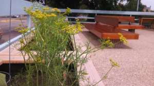 Plant With Bench1