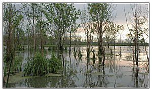 Georgeshannonwetlands