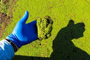 Wastewater Duckweed