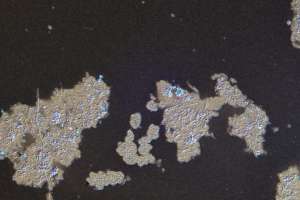 25 4 14 Bug Of The Month