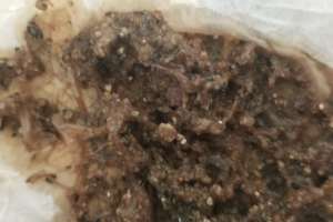 Bug tubifex worms main