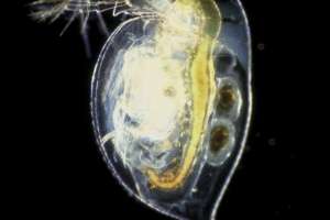 Water fleas birmingham