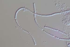 Bug nostovoida limicola