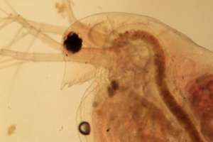 Bug daphnia