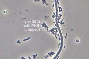 Bug filament type 0914