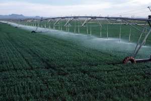 Irrigation reuse