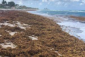 Sargassum
