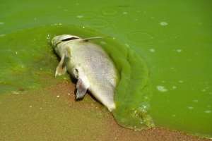 Algae Blooms