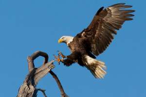 Bald eagle 1624943 1280