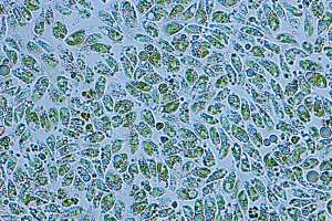 Bioalganyx Centrifuged Algae 5