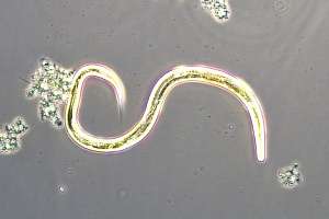 Bug nematodes
