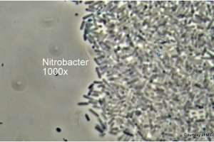 Bug nitrobacter