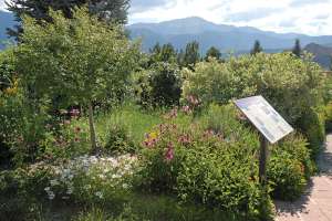 Colorado Cottage Garden