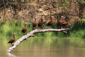 Dendrocygna autumnalis blackbellied whistling ducks img 1368