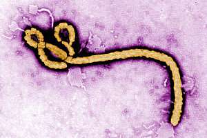 Ebola Virus Cdc