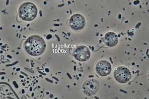 Flagellates