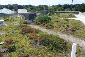 Green Roof