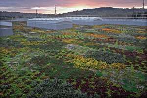 Green Roof 04