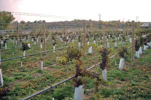 Imgp1942 Csd Wine Grapes