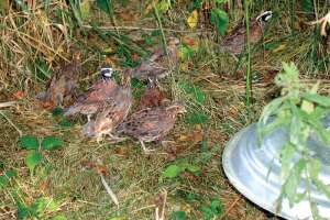 Kokomo Philips Street Prairie Grass Photo With Birds