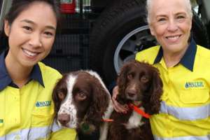 Leak Detection Dogs