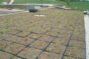 Leed Green Roof Showing Trays
