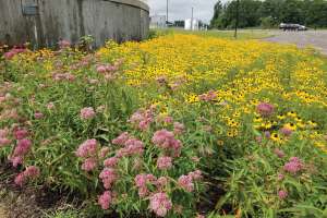 Marshfield original wildflower garden