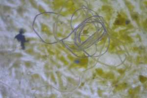 Microplastic Fibers