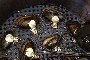 Minnesota Mussels Wastewater 3 W300