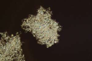 Normal Polysaccharide 200X