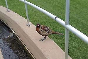 O0514 Photo Visitors Kewanee