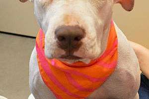 Phoenix wastewater dog rescue 2 w300 180119 140717