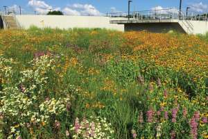 Rain Garden At Clarifier