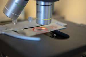 Shatz Stevewilliams 1034