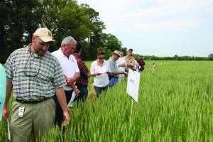 Small Grains Research 3706
