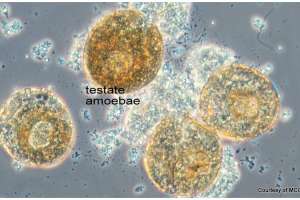 Testate amoebae