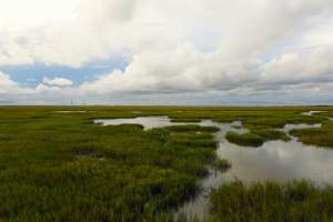 Wetlands treatment study