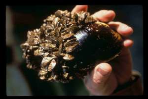 Zebra Mussels